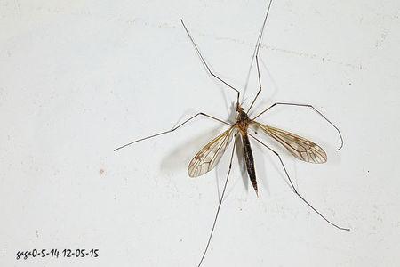 展开全部 【针大蚊】