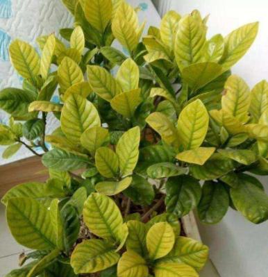 栀子花叶子发黄,别直接用硫酸亚铁,找到黄叶原因,叶子