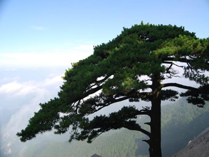 《大松树和小松树》.ppt