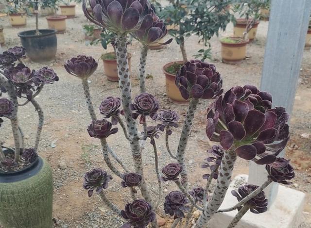 养多肉植物黑法师,这3方面找准方法,植株状态佳,轻松度夏