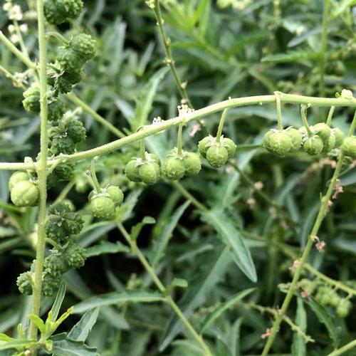 此为"透骨草",用处很大,你一定要记住它的样子