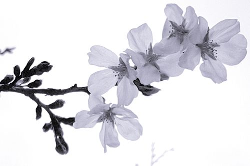 水墨樱花