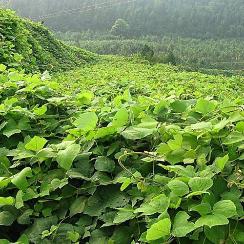 批发葛藤小苗野生爬藤中药材树苗葛藤野葛根庭院观叶植物