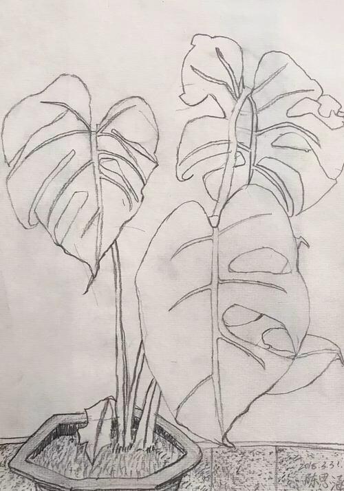 其它 线描写生——植物篇(8次课时) 写美篇 课业类型:造型·表现 教学