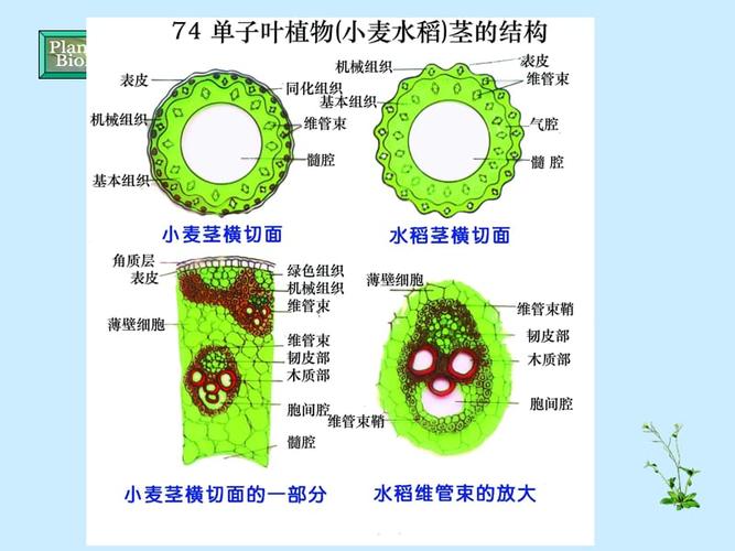 茎的初生结构单子叶植物