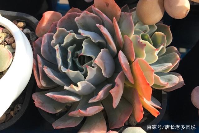 多肉植物海啸肉如其名,养出状态以后颇有几分惊涛拍岸的感觉