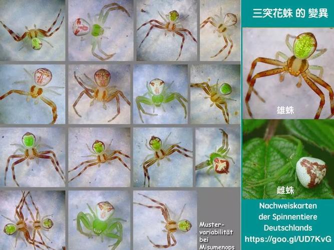 三突花蛛的不同变异个体腹部展示的斑纹形态酷似鬼脸.