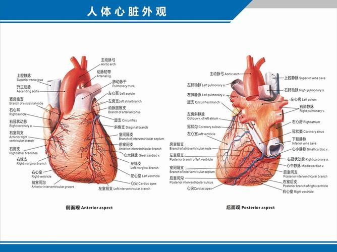 医院科室挂图心脏解剖图结构图构造图示意图心血管内科中英文医院科室