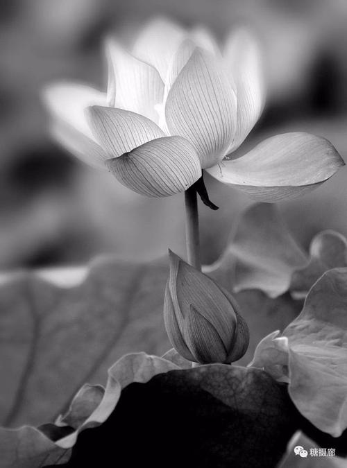 我是佛前一朵青莲(一组黑白荷花)