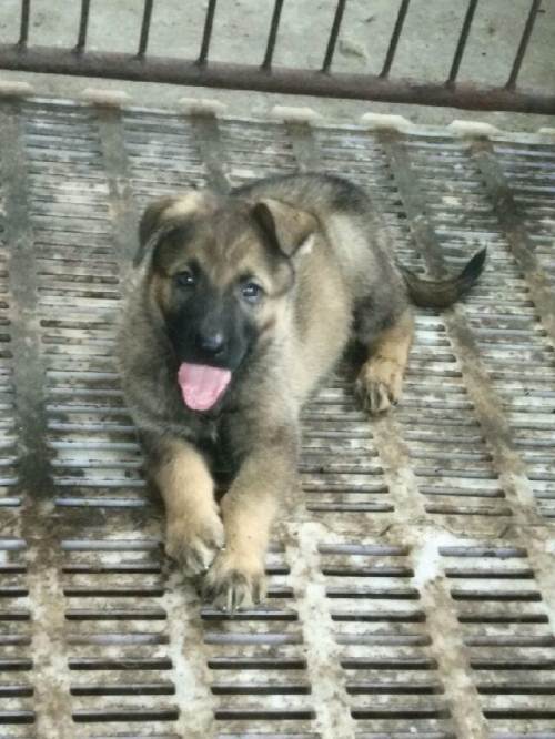 出售昆明犬幼犬5条