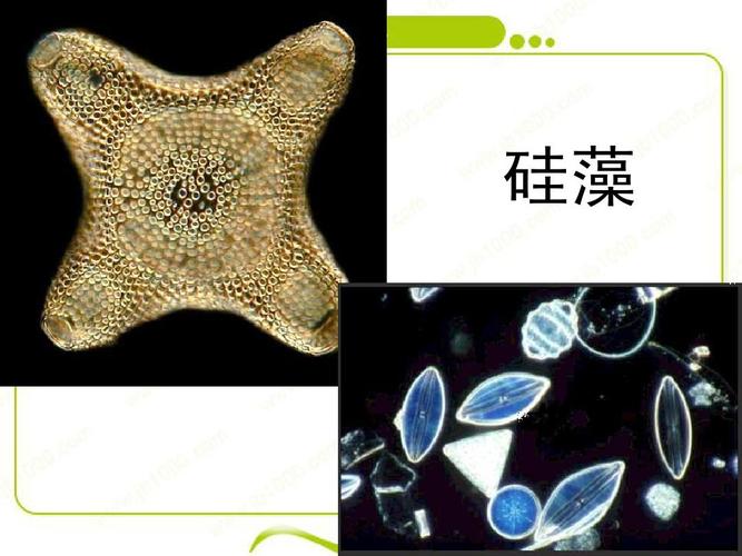 生物:《组成生物体的化学元素,蛋白质》课件(新人教版