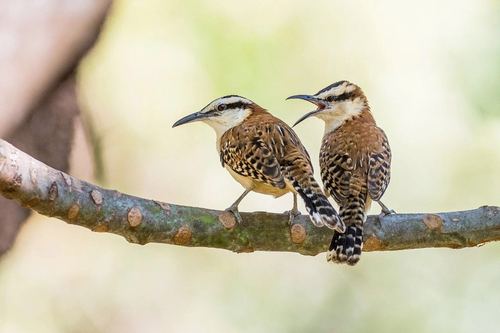 rufous-naped wren 棕颈曲嘴鹪鹩 canon eos-1d x mark Ⅱ,ef200-400