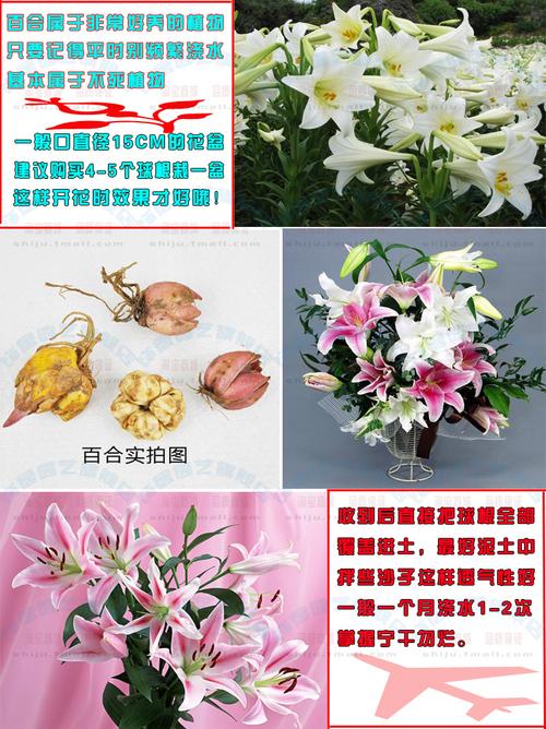 批发百合种子花籽百合种苗百合花种子香水百合百合种球