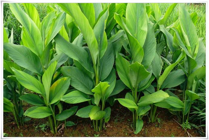 四川姜黄种植基地