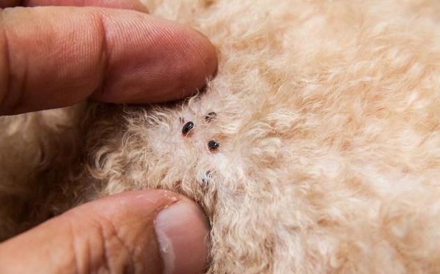 想知道狗狗身上是否有寄生虫,可以用老祖宗的"方法"试