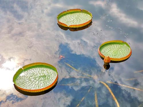 知识点三角形构图,拍摄地点上海植物园,拍摄时间10月16号.