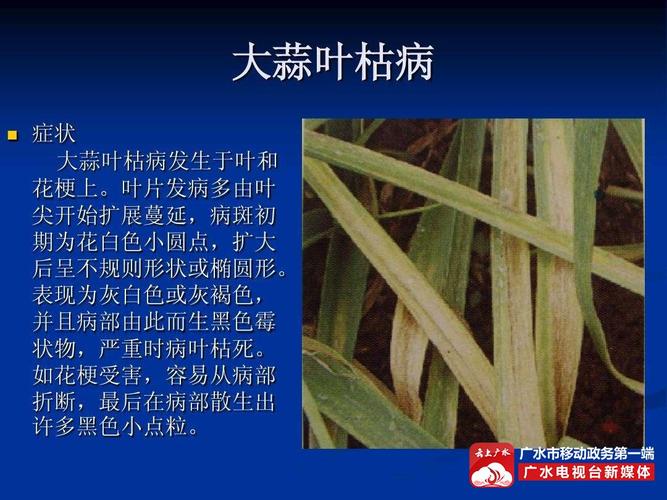 病虫情报│大蒜叶枯病,紫斑病防治意见