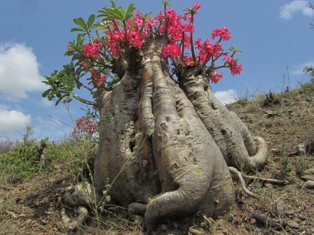 飞翔的沙漠玫瑰
