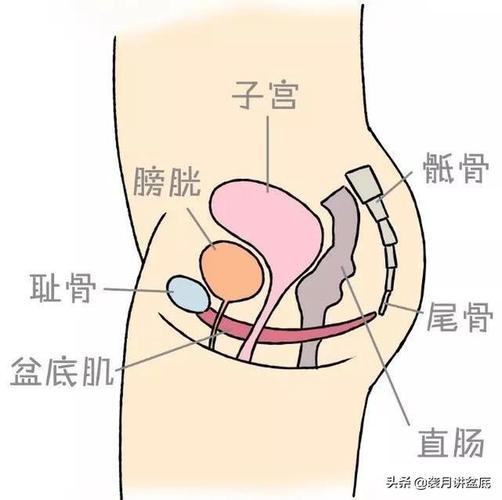为什么盆底肌对女性很重要?