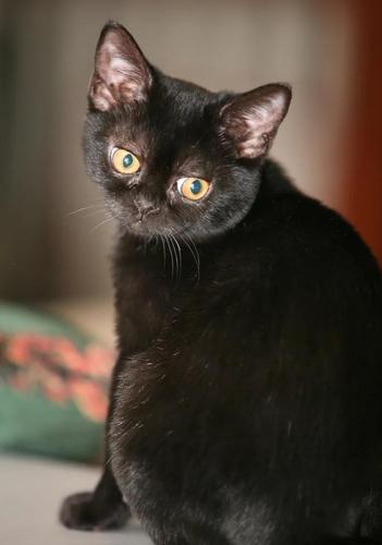 它是传说中的"黑猫警长",穿梭在家中的暗夜精灵——孟买猫