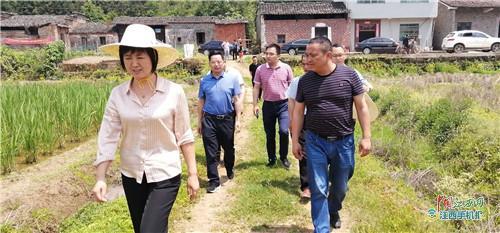金溪县主要领导到葛坊村调研农村农业工作图