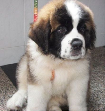 出售纯种健康大型犬圣伯纳犬 圣伯纳幼犬 宠物狗狗商品图片价格