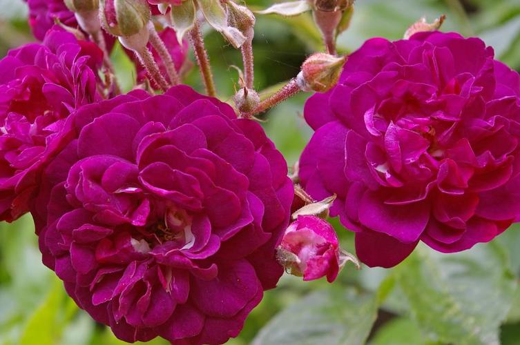 蓝色洋红色,上升,ramplerrose,玫瑰床,花,花瓣,蓝紫色