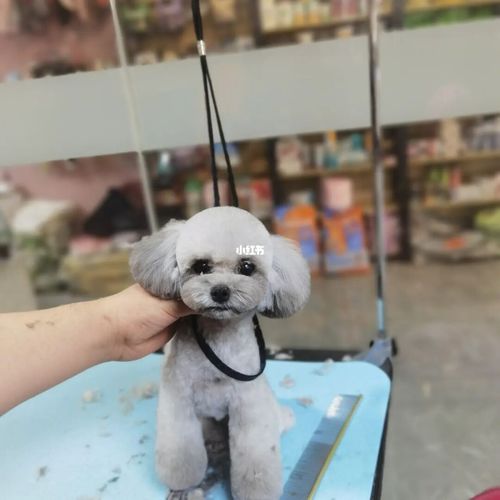 逐渐恢复剪毛中_泰迪_泰迪美容造型_宠物_狗_晒狗