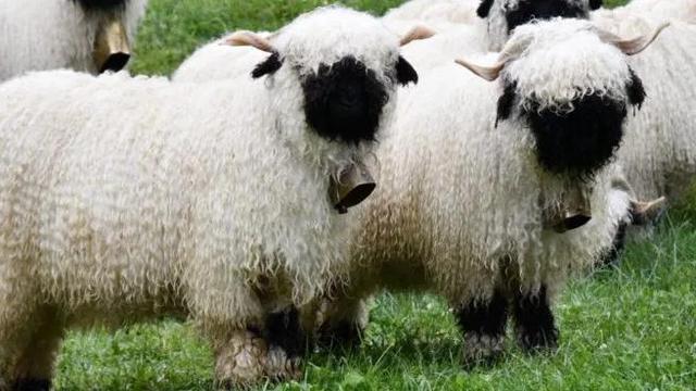 小黑脸,羊羊羊|绵羊|母羊_网易订阅