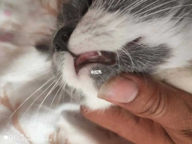 猫咪口腔这样正常吗_猫咪_口腔_男朋友_宠物_猫_养猫