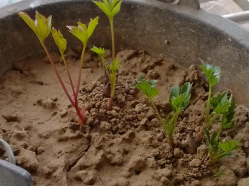 展开全部 对比图片,你这个应该是牡丹花的幼苗