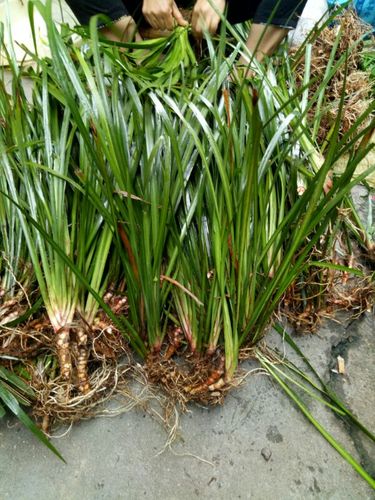 野生采挖干石菖蒲月子草药洗澡洗头泡脚产后日常洗浴