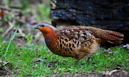 生活在广东南岭大山里的灰胸竹鸡