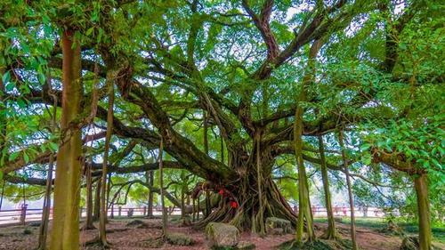 阳朔大榕树景区