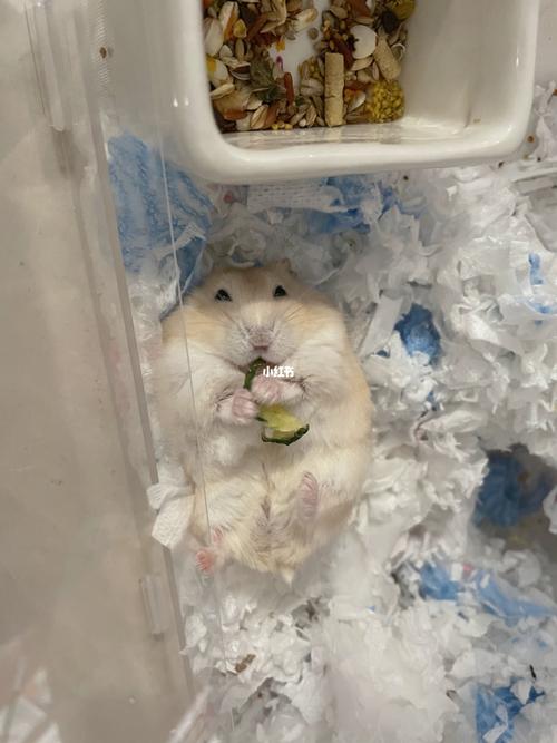 布丁仓鼠真的好温顺_仓鼠_宠物_宠物其他