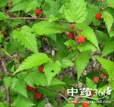 悬钩子的功效 悬钩子内服治痛风