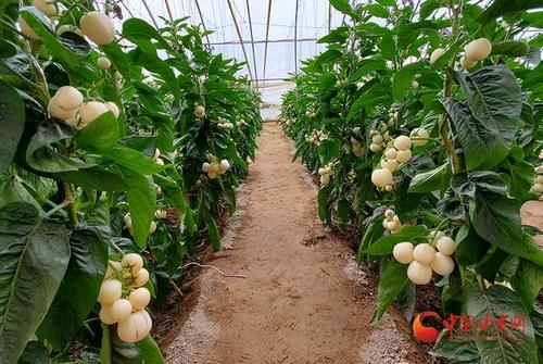 瓜州:七彩人参果喜迎丰收季