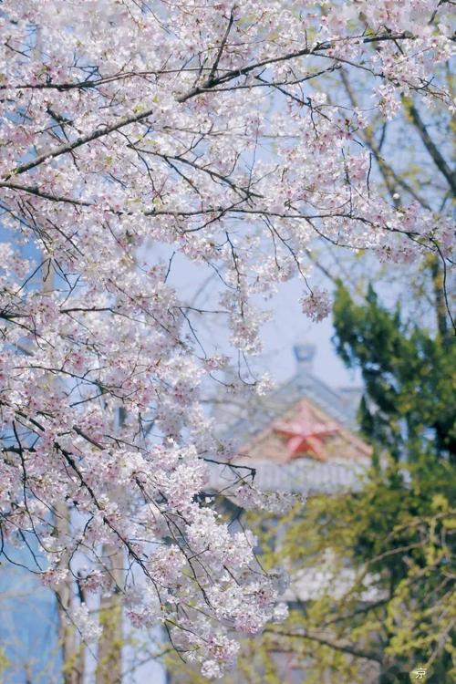 南京大学,119岁生日快乐!