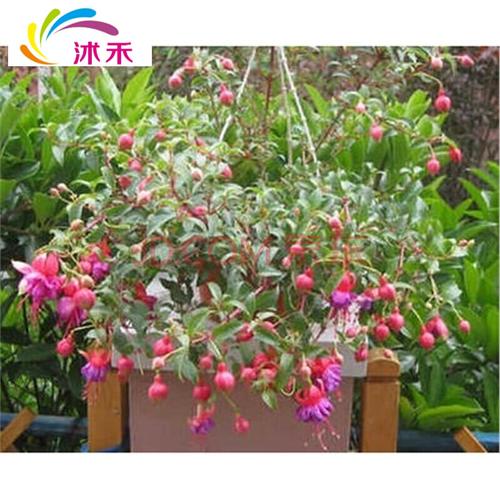 进口倒挂金钟种子灯笼花宝莲灯种子吊钟海棠客厅阳台品种齐全50粒-.