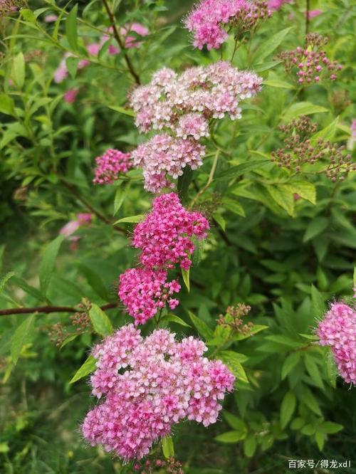 绣线菊花红粉艳,珍珠玛瑙绿圃间