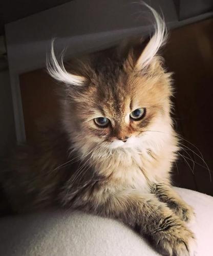 这是俄罗斯的一对姐妹猫,被称为世界上最美的姐妹猫.