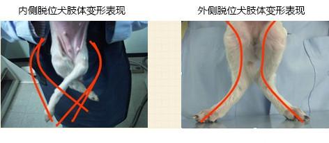 犬髌骨脱位