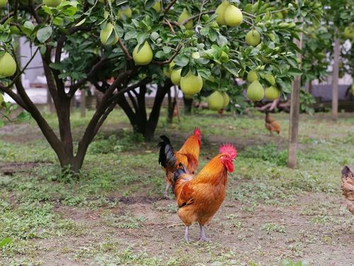曾备受专家推崇的"果园养鸡",为何销声匿迹了?农民:坑