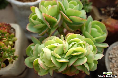 碧桃4754群生(缀化6851) 多肉植物