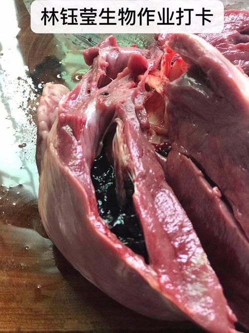 158班生物课题:解剖学《猪心脏的构造》