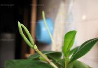 豆瓣绿的花朵图片_豆瓣绿花朵的图片大全 - 花卉网