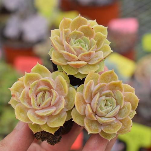 果冻色昂斯诺小苗多肉植物盆办公桌