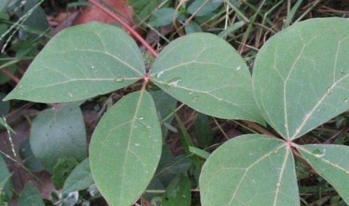 此为"血藤",是补血良药,告诉家乡人,若山中遇见,别错过