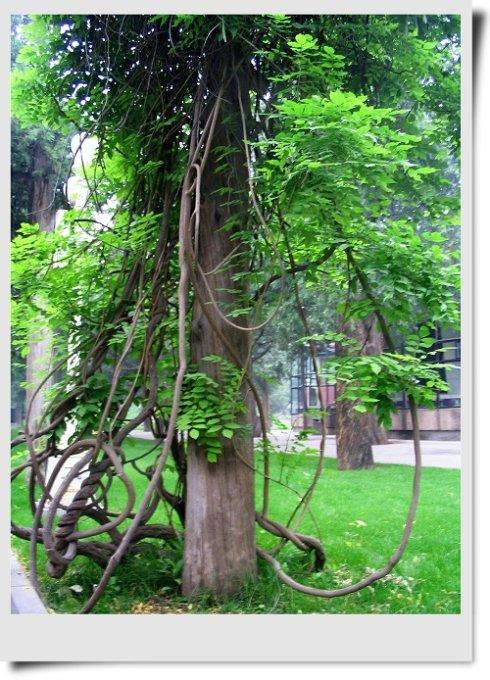 又见藤缠树&nbsp