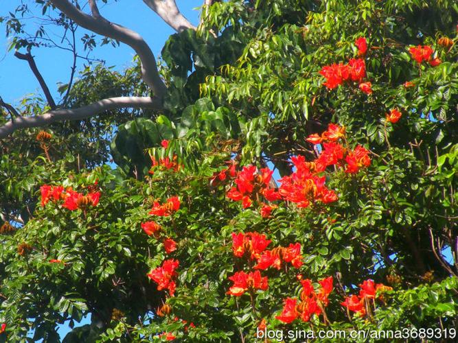 到处都有这种开大红花的树.